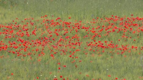 Land for sale in zone R + 3 Land for sale in zone R + 3