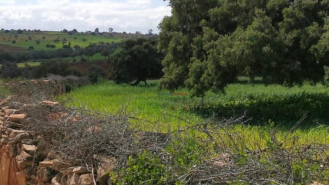 Terrain panoramique de 4 hectares à 30 km d’Essaouira – Idéal projet touristique ou résidence secondaire